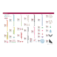 BLECUSB13 Ricami Brother 13 Collection - Dentelle en 3D